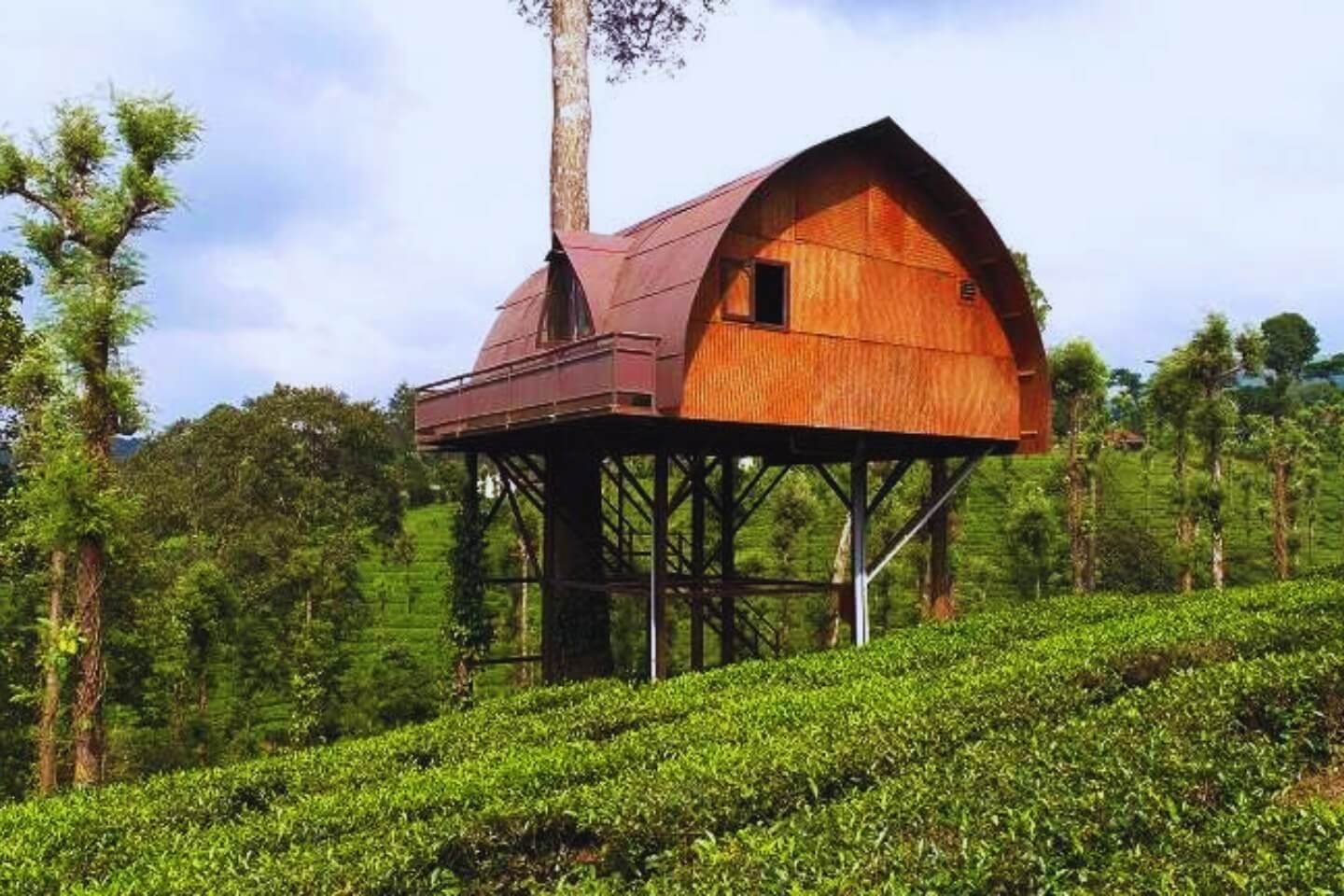 Wayanad Tea Estates
